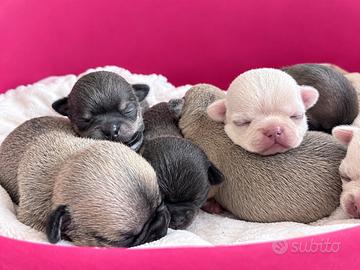 Chihuahua con pedigree enci