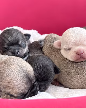 Chihuahua con pedigree enci