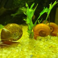 30 Lumache Acquario Planobarius