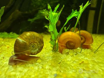 30 Lumache Acquario Planobarius