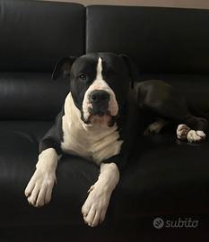 Amstaff maschio per monta gratis