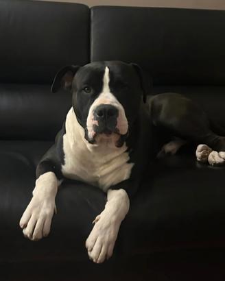 Amstaff maschio per monta gratis