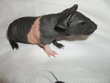 C.erco Cavia Skinny femmina
