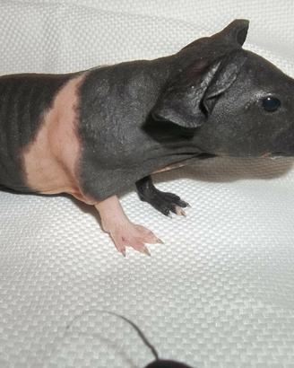 C.erco Cavia Skinny femmina