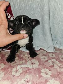 Bulldog francese bringe maschio 3