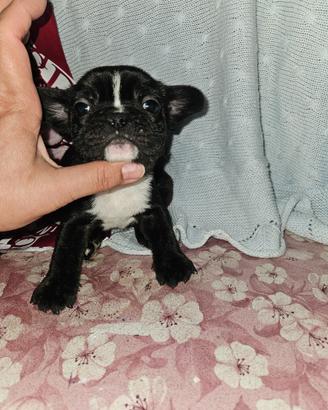Bulldog francese bringe maschio 3