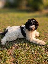 Lagotto romagnolo