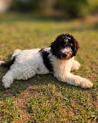 Lagotto romagnolo