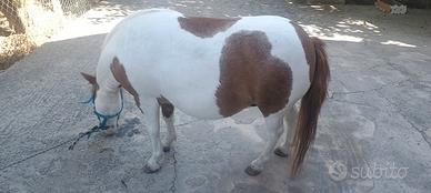 Pony