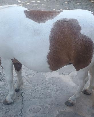 Pony