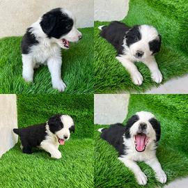 Border collie