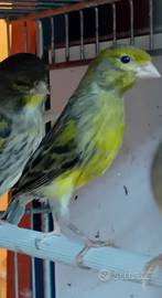 Canarini spagnoletti