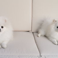 Spitz tedesco nano pomerania con pedigree enci