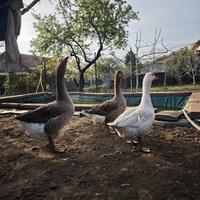 Coppia di oche Tolosa più una femmina d'oca Romag