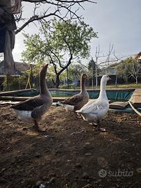 Coppia di oche Tolosa più una femmina d'oca Romag