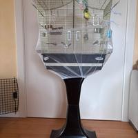 Cocorite allevate a mano