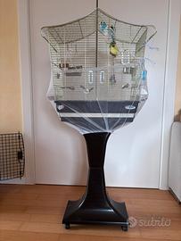 Cocorite allevate a mano