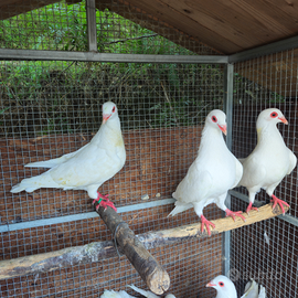 Colombi piacentini giganti