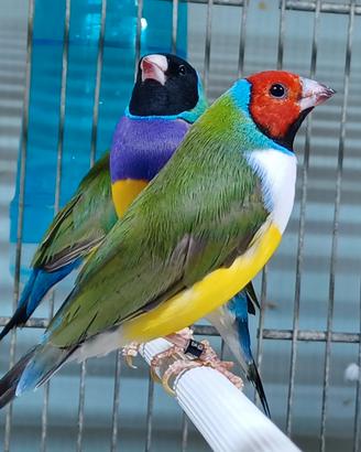Diamanti di Gould