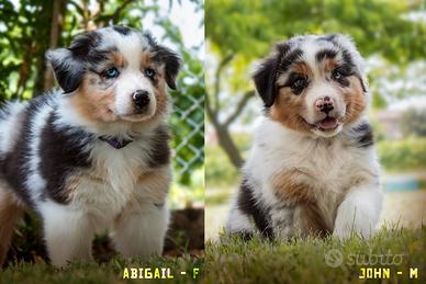 Cuccioli Australian Shepherd con pedigree