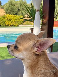 Chihuahua disponibile per accoppiamento