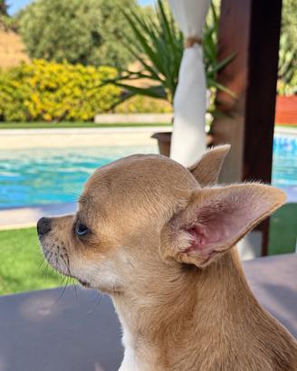 Chihuahua disponibile per accoppiamento