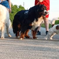Pensione casalinga per cani
