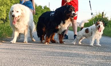 Pensione casalinga per cani