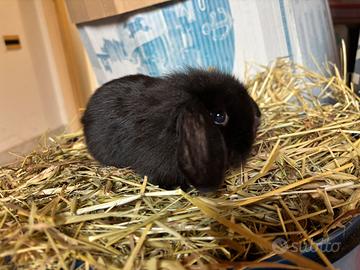 Coniglio ariete nano toy