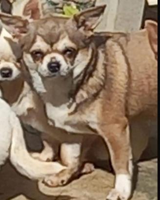 Chihuahua