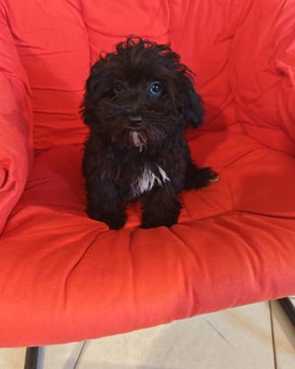 Cuccioli di maltipoo e maltesi