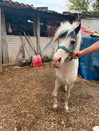 Pony bianco