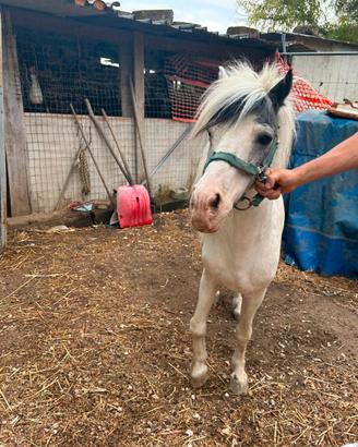 Pony bianco