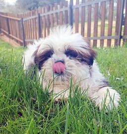 Cucciolo di Shitzu