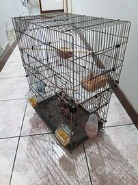 Diamantini del mandarino