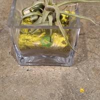 Pianta aria 