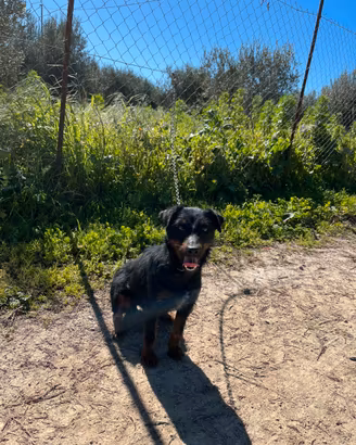 Jagd terrier