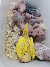 Pullo di collare albino