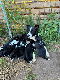 Cucciolo Border collie