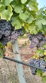 uva Cannonau, Cagnulari,Bovale
