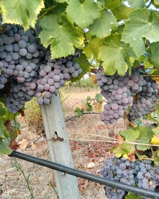 uva Cannonau, Cagnulari,Bovale