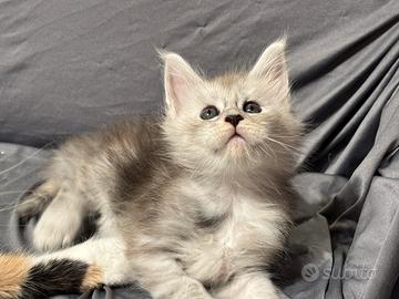 Cuccioli Maine coon