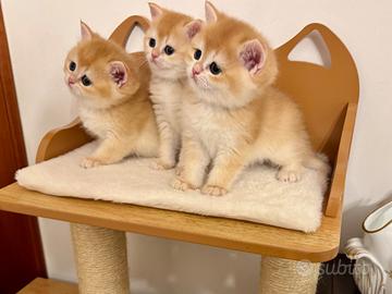 British Shorthair gattini, Scottish straight