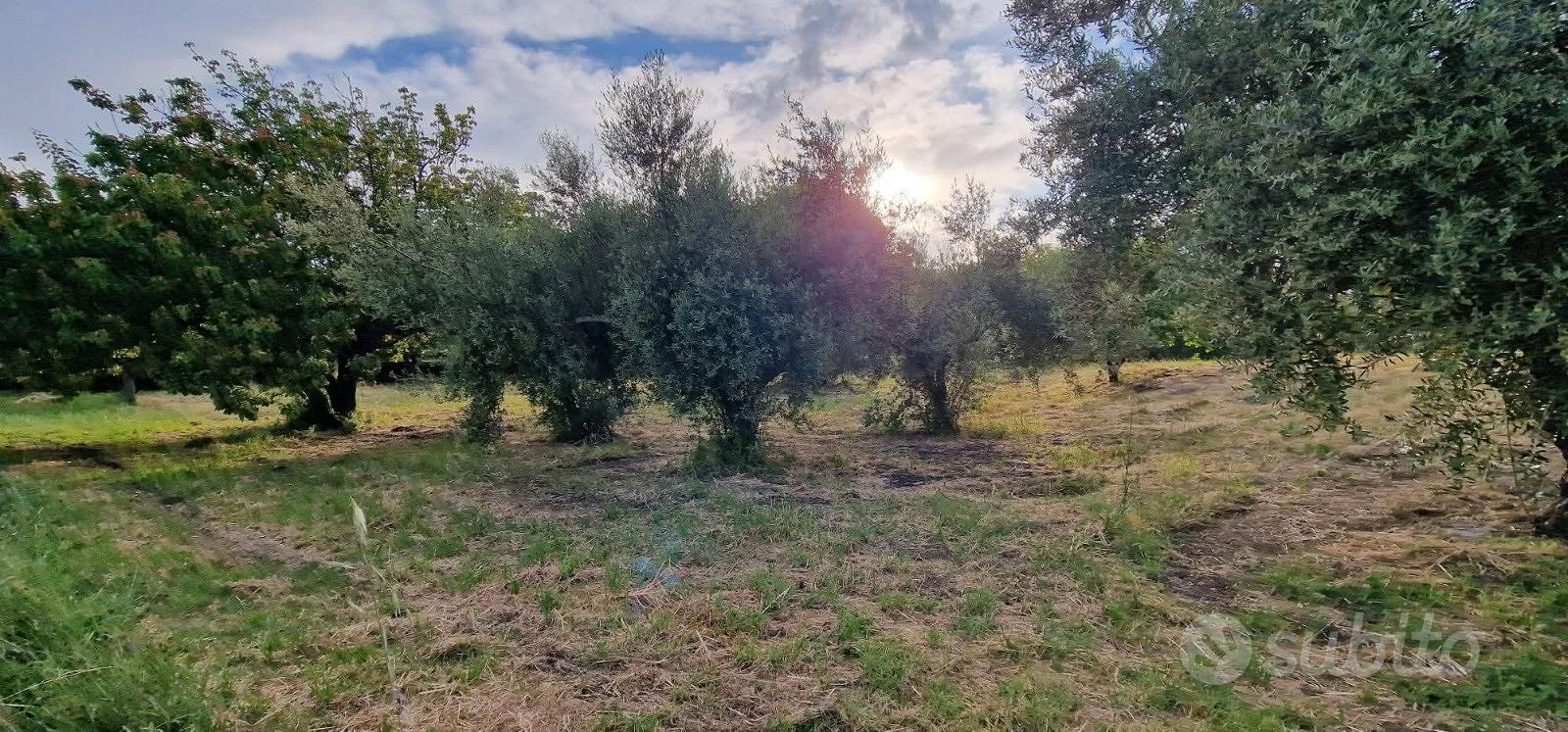 Rustico con uliveto e vigneto a Piedimonte Etneo - Altro