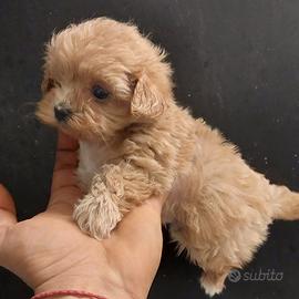 Maltipoo disponibili genitori visibili