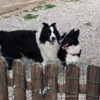 Border collie in arrivo