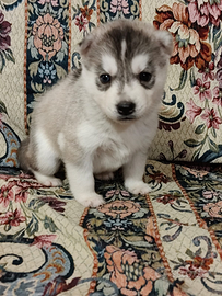 Siberian Husky con pedigree ENCI
