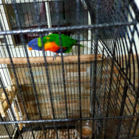 Lory arcobaleno