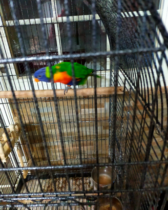 Lory arcobaleno