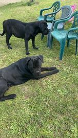 Cuccioli cane corso